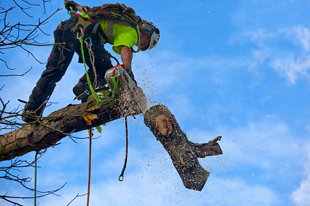 Best Hazardous Tree Removal  in El Verano, CA