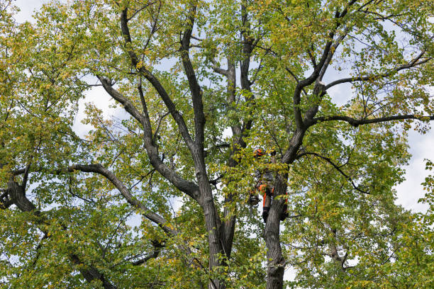  El Verano, CA Tree Services Pros